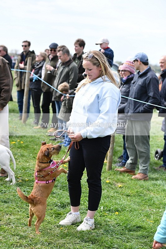 WJ5_0595 - Class 7 Best Terrier