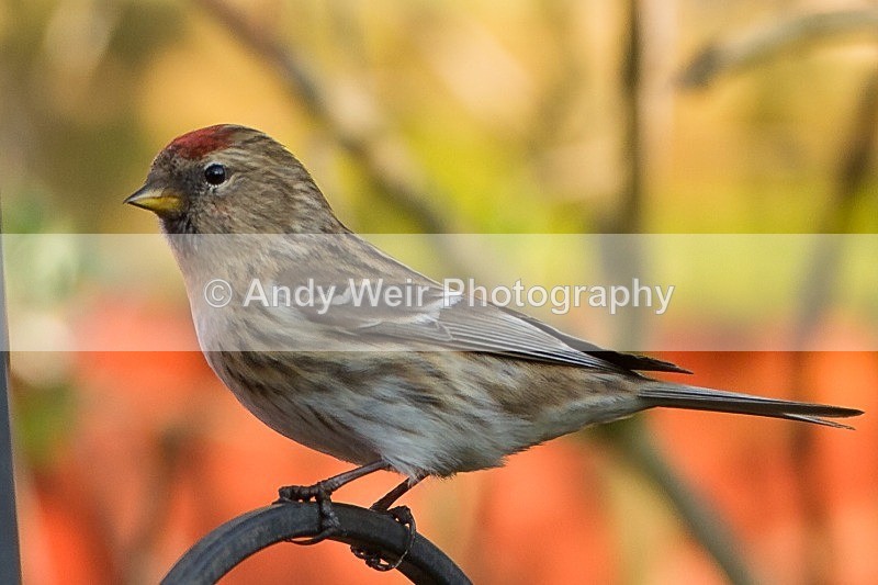 20120328-_MG_0099 - Redpoll