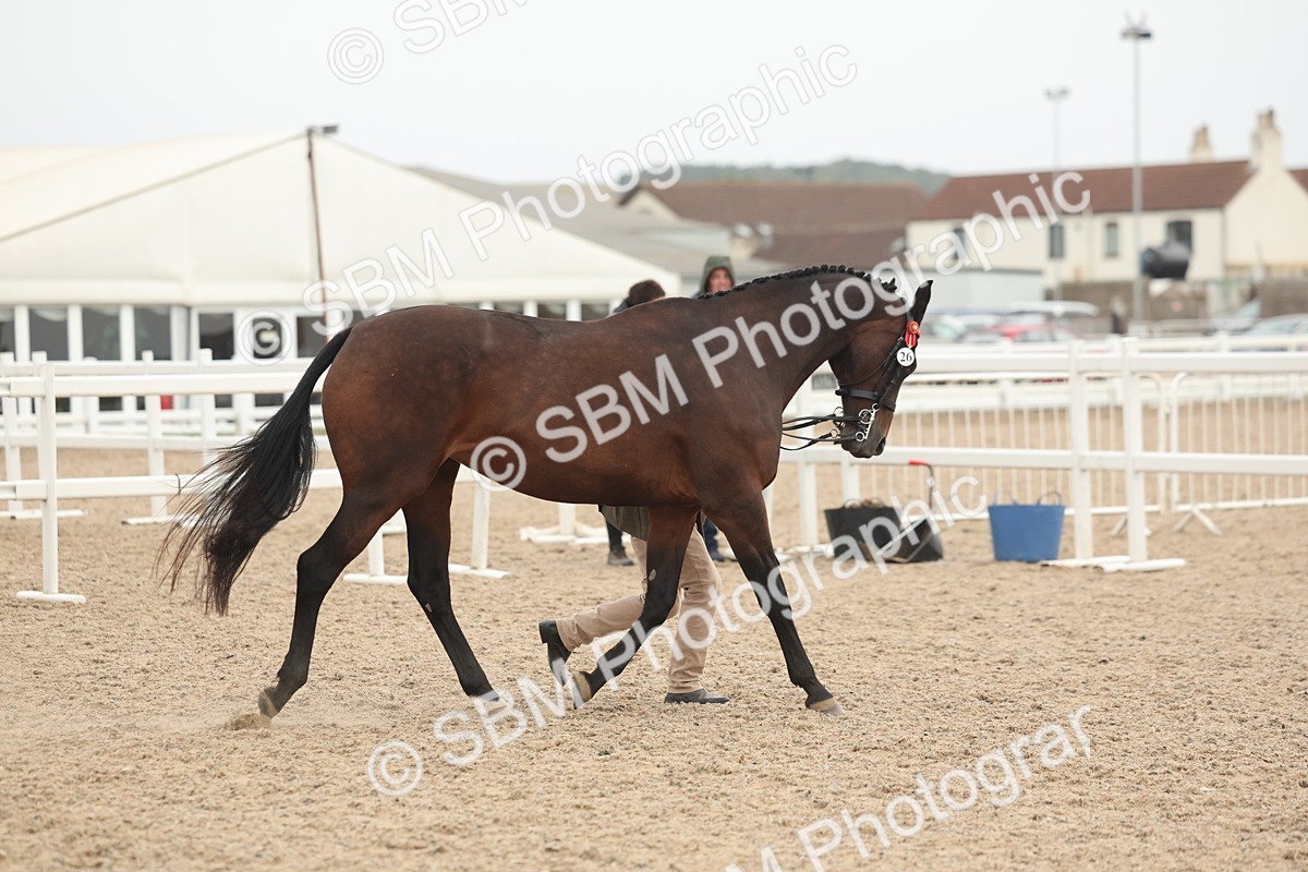 SBM_19800 - Class 318 - IH Part Bred Horse-Pony