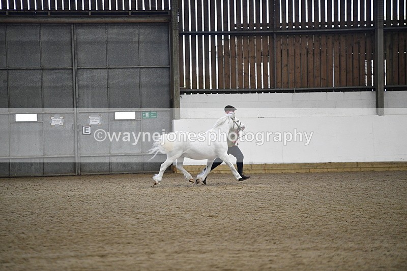 WJ5_5602 - Morning in hand Championship