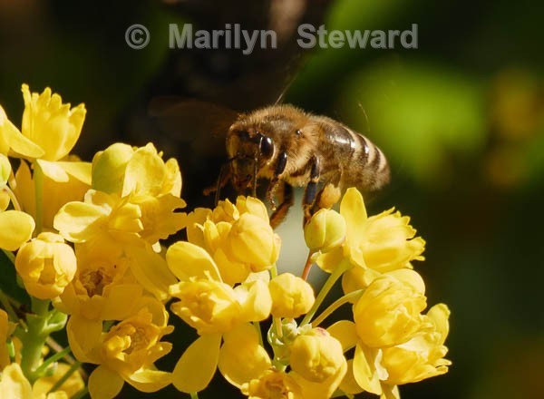 Bee at work - Eastern Europe