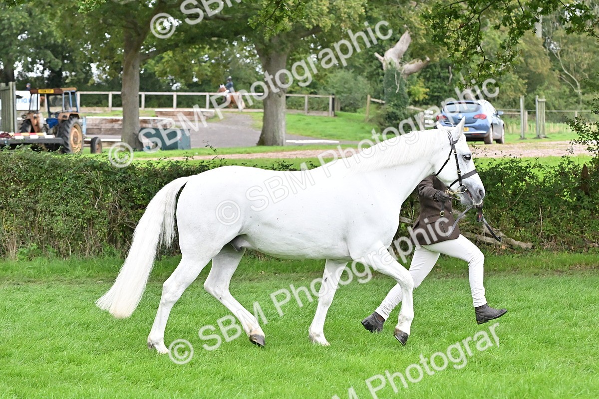 SBM_63239 - S49 - Mountain & Moorland In Hand Large Breeds