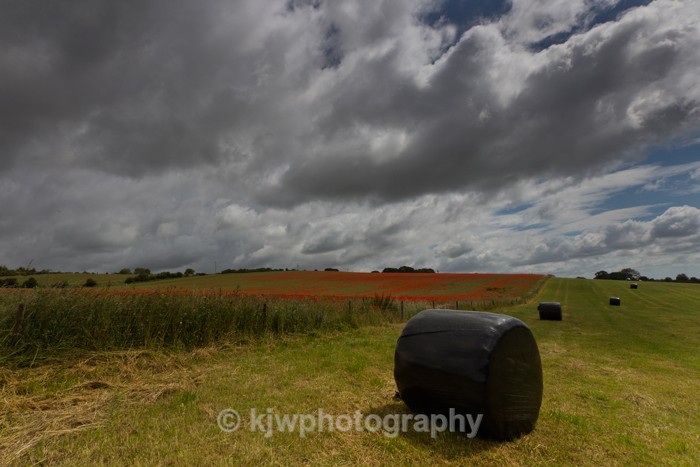 poppy, poppies, dorset, field, canon, sigma, kjw, kjwphotography