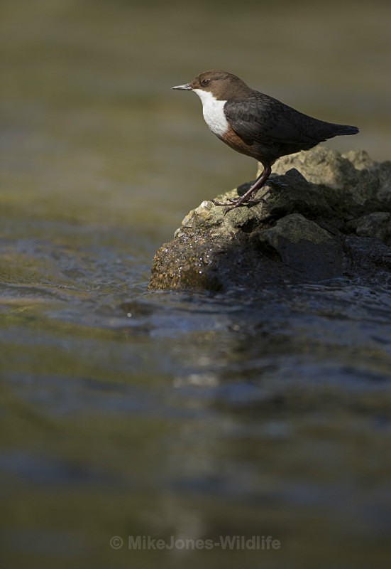 Dippers, North Wales - DIPPERS