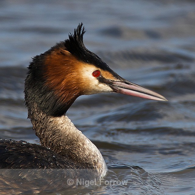 Great Crested Grebe close-up - Great Crested Grebe