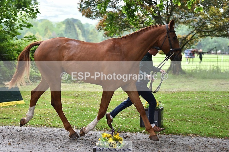 240522-164746-01165 - 221-LAGANS_RICE_STAR-Oliver_Thompson