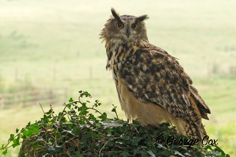 Eagle Owl Portrait - Birds of Prey