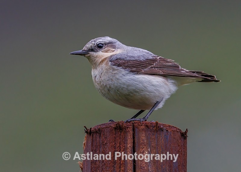 Wheatear - Latest Images
