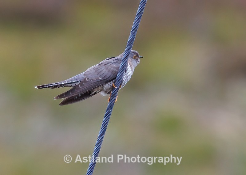 Cuckoo - Latest Images