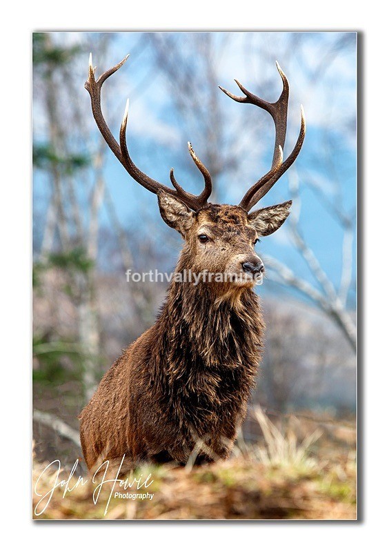  - Scottish Stags- picture