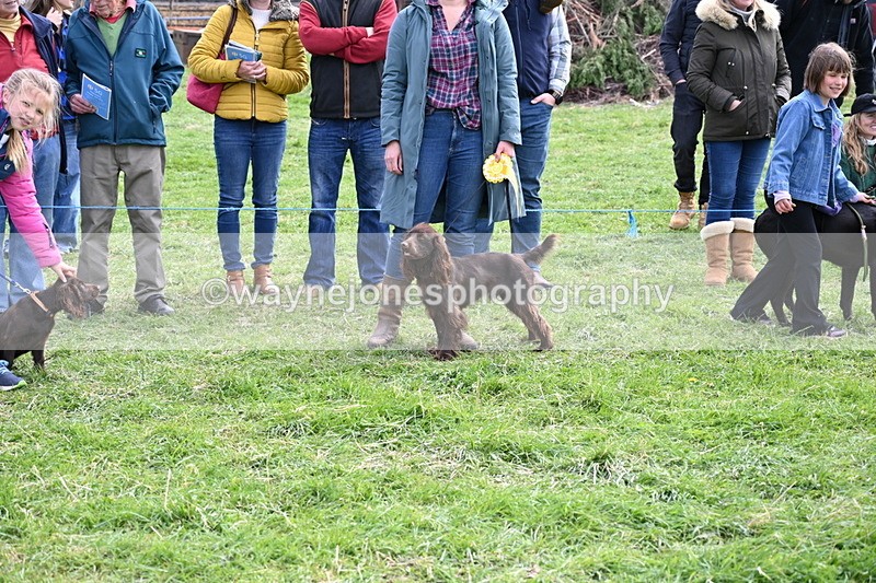 WJ6_9120 - Class 8 Best Working / Gun Dog or Bitch