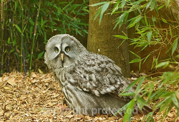 Great Grey Owl - Other Wildlife Species