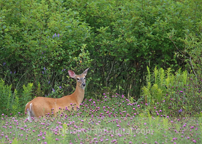 The Matriarch - Mammals, Reptiles & Amphibians