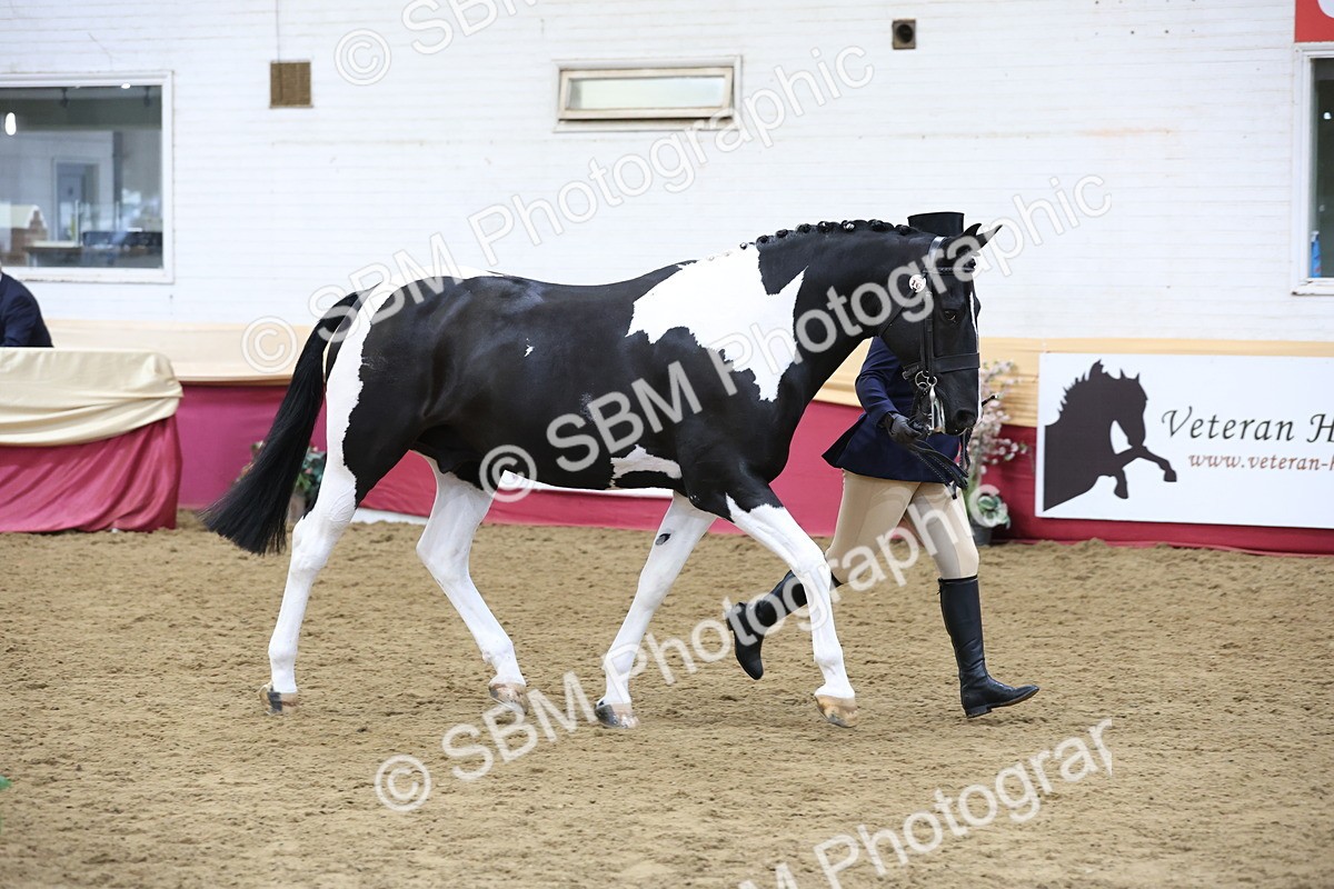 SBM_23664 - class 906 - Supreme Final - Ridden Pre Vet