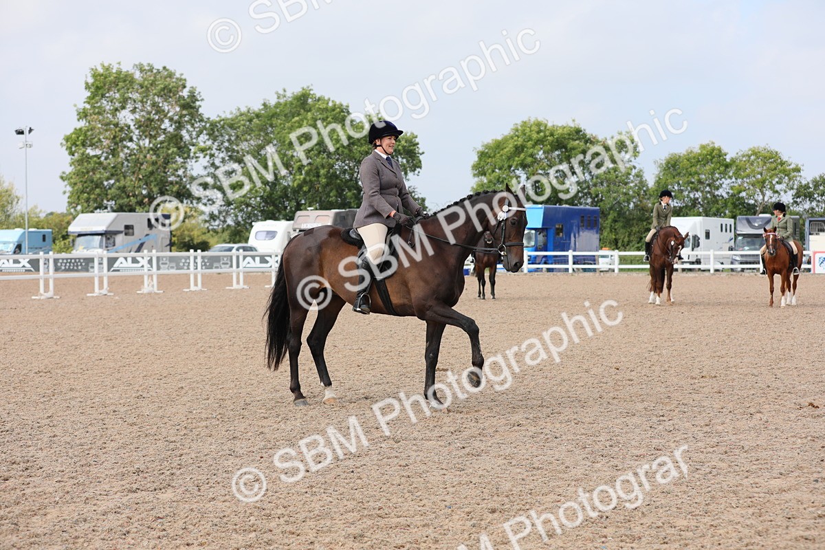 SBM_11445 - Class 305 Ridden Foreign Breeds- Pure Bred