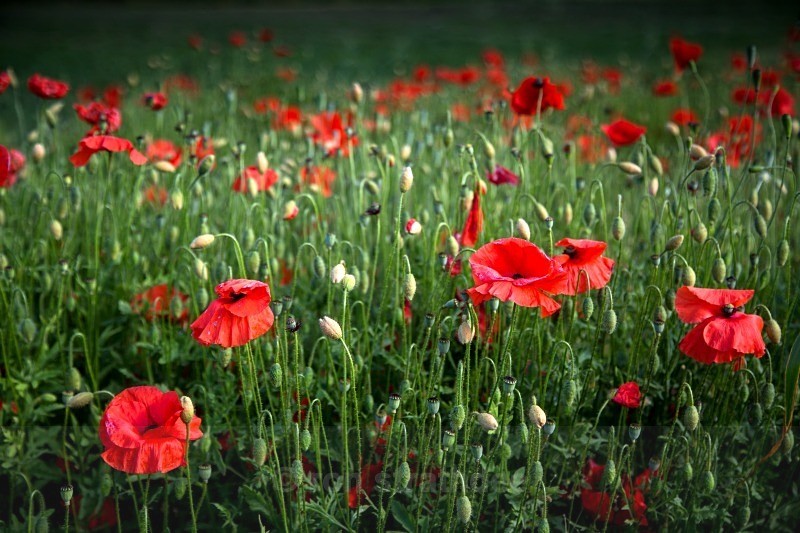 Deep Field of Poppies - Life on Man