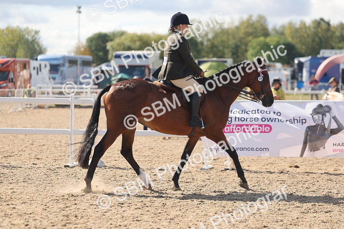 SBM_13165 - Class 306 - Ridden Foreign Breds - Part Bred