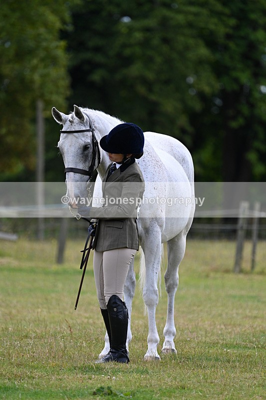 WJ7_7064 - Class 5a Most Handsome Gelding in Hand