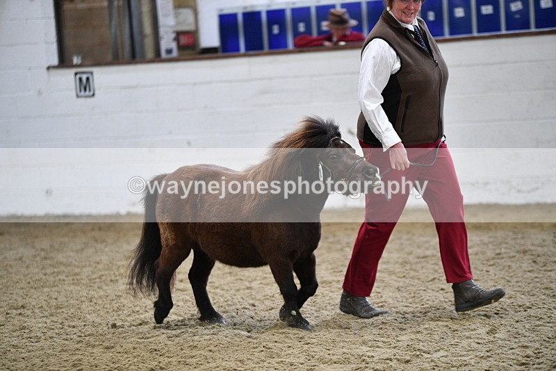 WJ5_5246 - Class 4 In hand M&M - small breeds