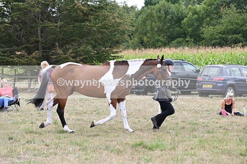 WJ6_6083 - Class 19 In-hand Veterans (Uploaded correct folder)