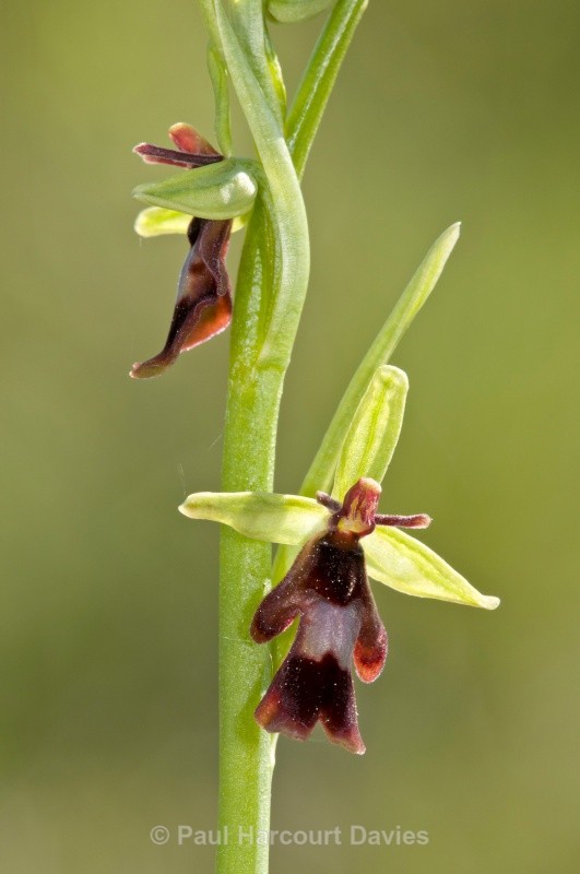 Fly Orchid (Ophrys insectifera) - Orchids - Ophrys