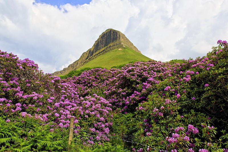 Benbulben and Flowers - West of Ireland