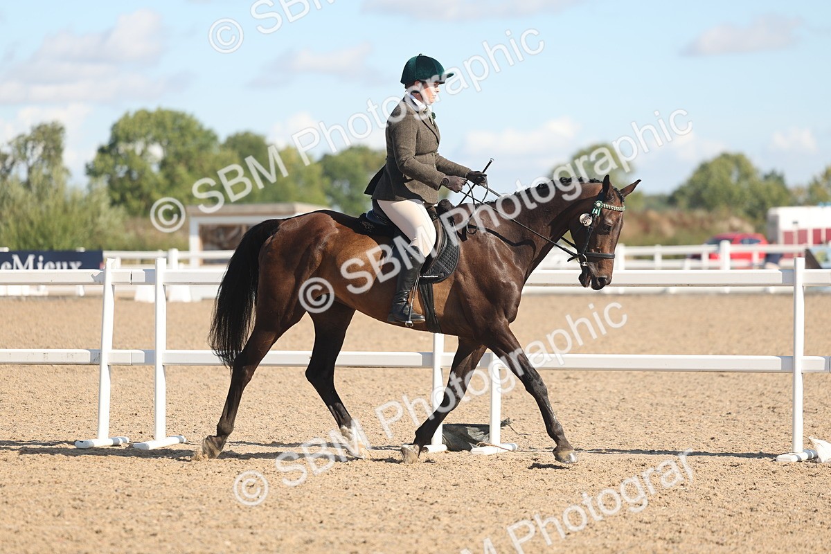 SBM_12984 - Class 305 - Ridden Foreign Breed Pure Bred