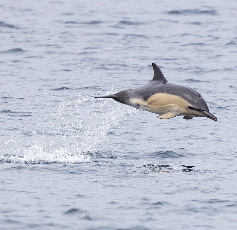 Common Dolphin off the Isle of Mull - Dolphins, Whales & Orcas. Scotland, Iceland, Azores & Madeira