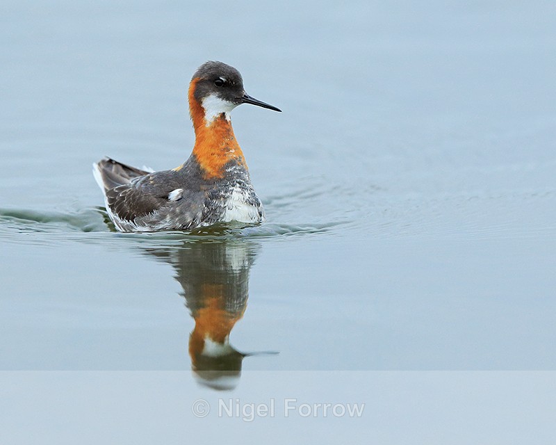 Red-necked Phalarope (female) reflection, Iceland - Red-necked Phalarope