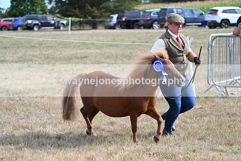 WJ7_8138 - In-hand Championship