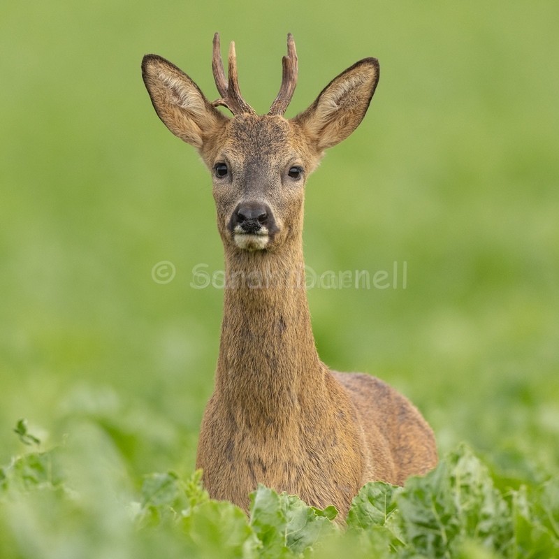 Roe in Sugar Beet 202618 - Greeting Cards