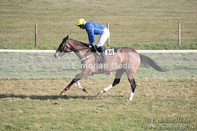 PtP 230219 248 - Vine & Craven Point-To-Point - Barbury 23/02/19