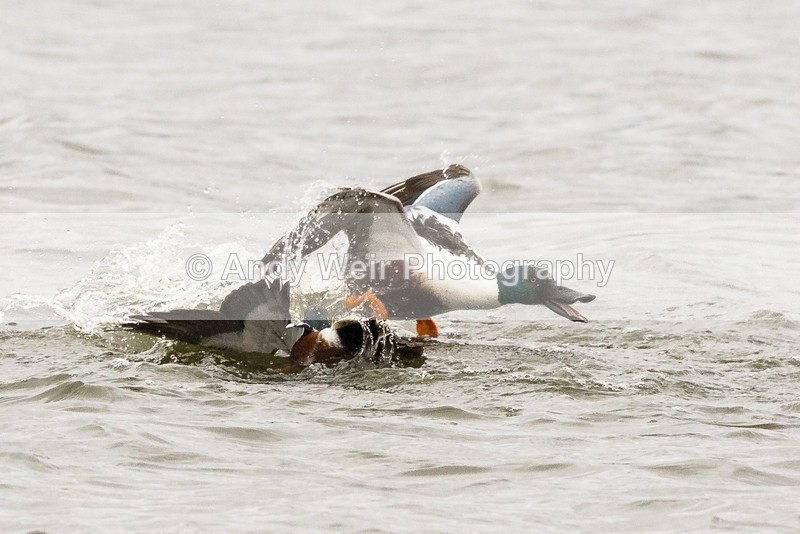 20170220-8E0A3615 - Shoveler