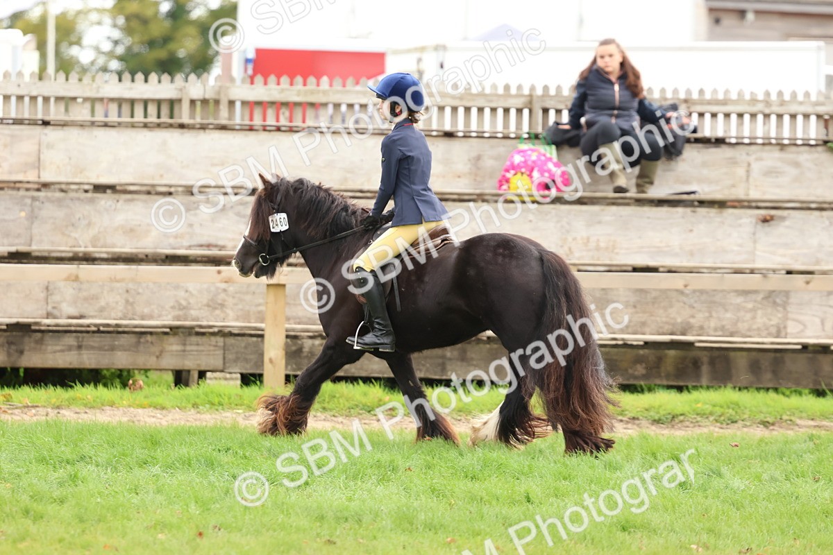 SBM_67545 - S60 - Mini Show Cob Ridden