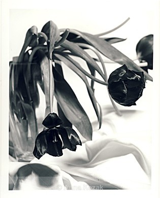 Black & white tulips - Flowers