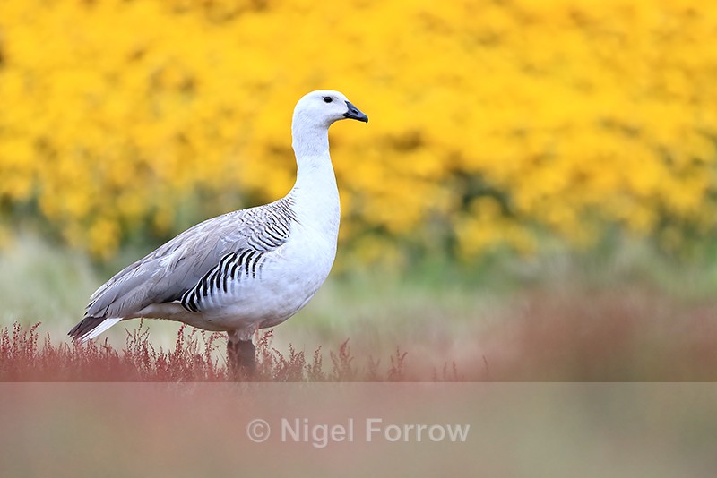 Upland Goose (male), yellow gorse & red sheep's sorrel - Upland Goose
