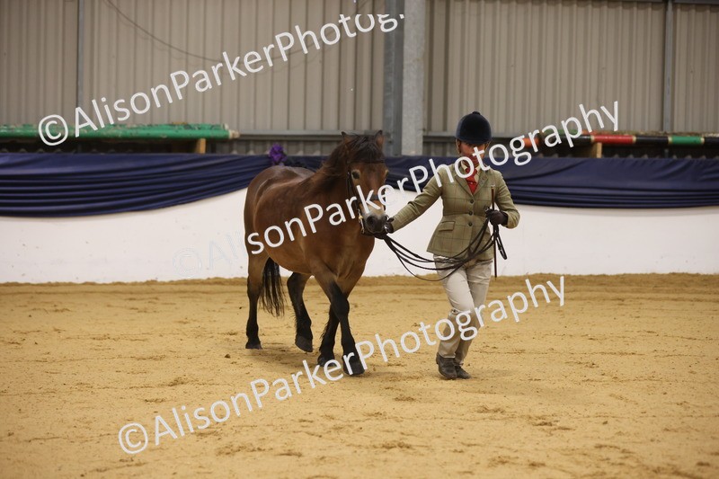 20260913-1037 - Class 109 - Bred On Exmoor In Hand