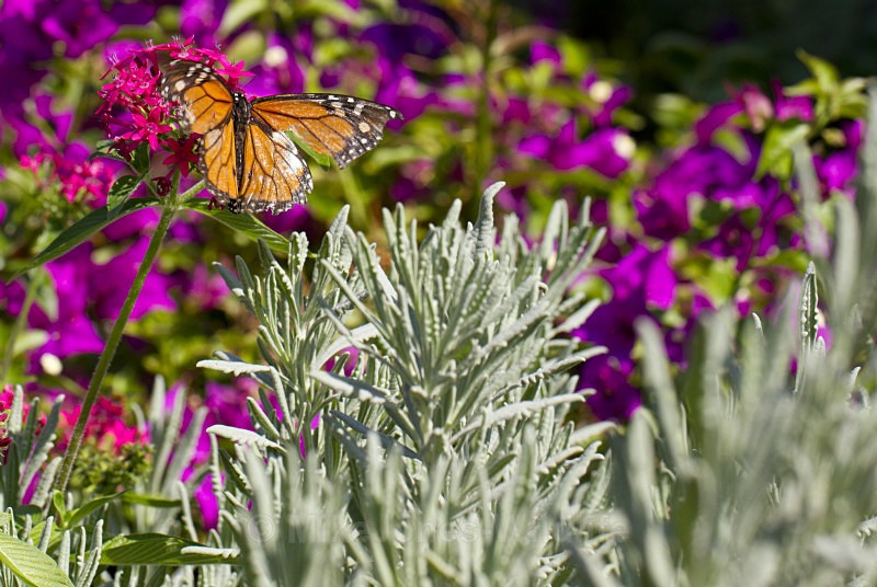 Monarch Butterfly. Madeira - BUTTERFLIES