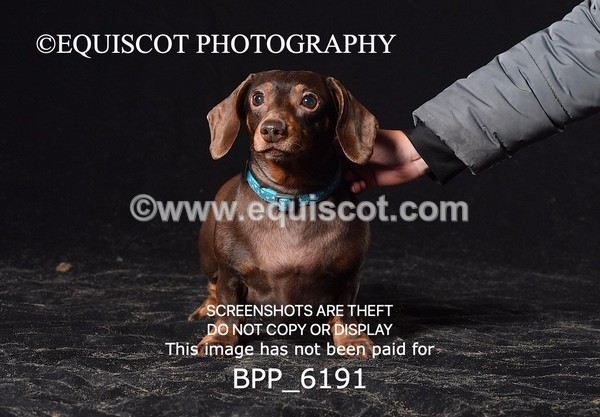 BPP_6191 - LESLEY GRANGER DOGS