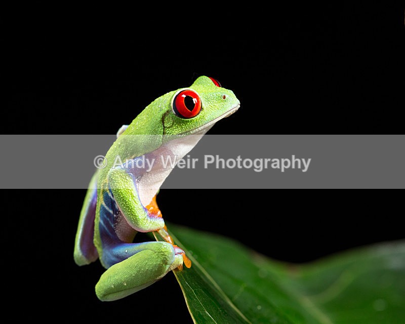 20151209-3K8A2589-3880 - Frogs & Toads