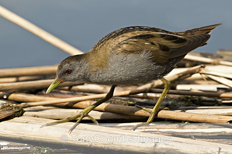 Little Crake  (m) - Pygmy Cormorant Hide