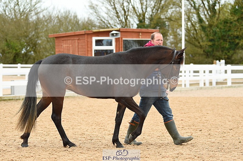 230416A-140140-04722 - Cls 46+43 In Hand Warmbloods and Foreign