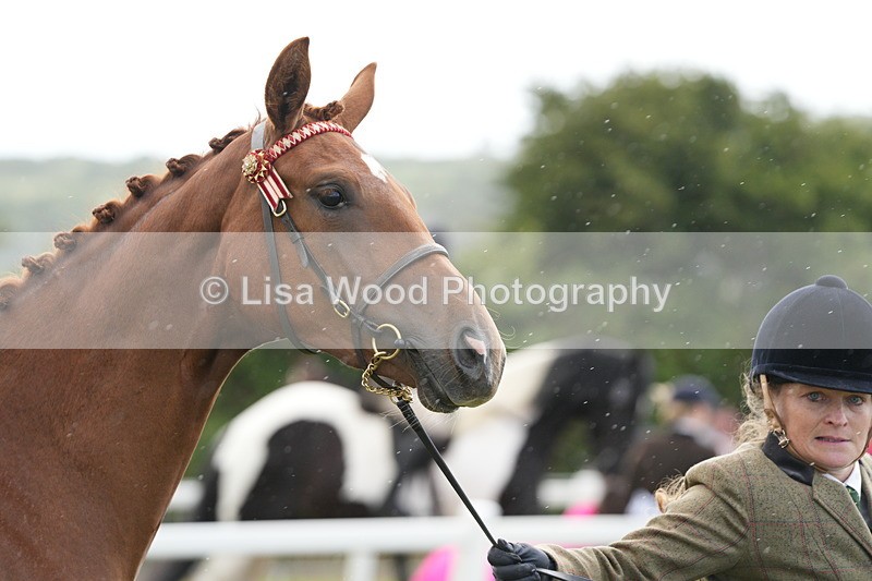 DSC06205 - Class 54: Hunter/Riding Horse/Hack 1 & 2 yr olds