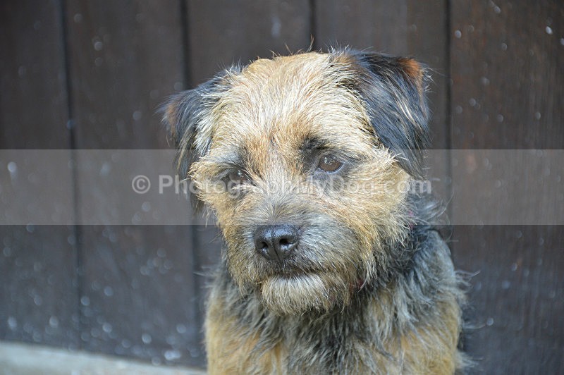  - Border Terriers