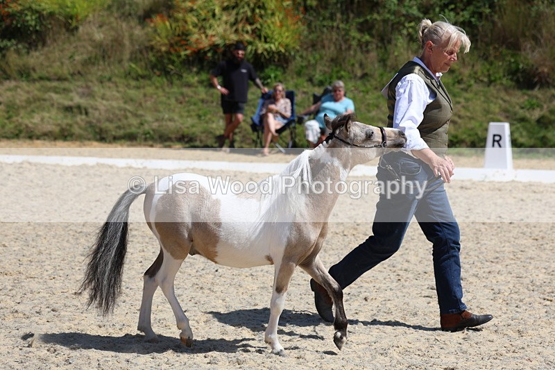 3E7A9489 - Class 30: Mnititature Horse