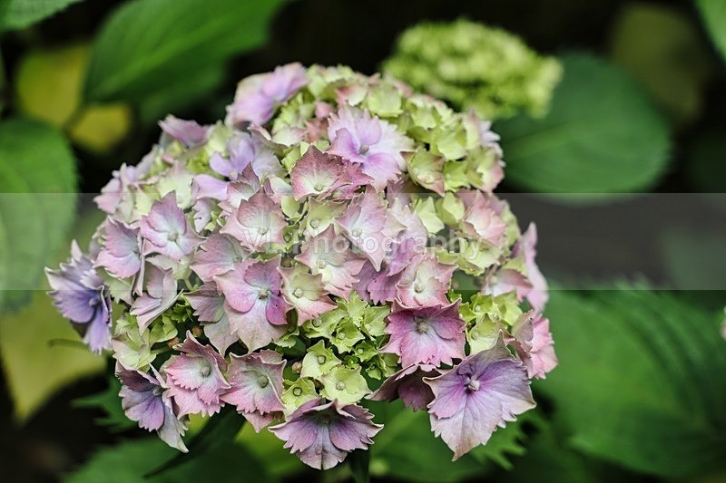 Rhododendron - Plants and Trees