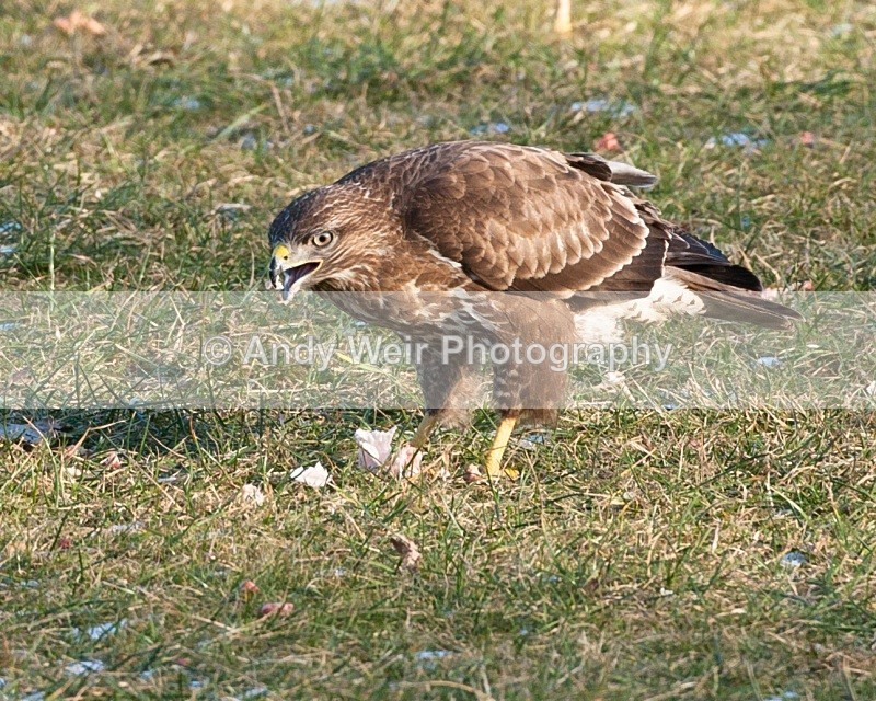 20100130-Gigrin 038 - Common Buzzard
