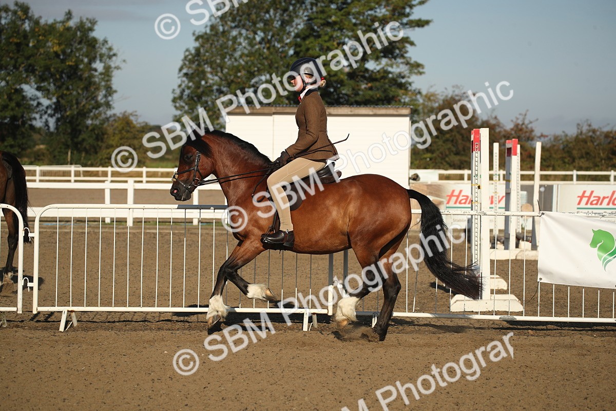 SBM_11551 - Class 502 - Riding Club Horse