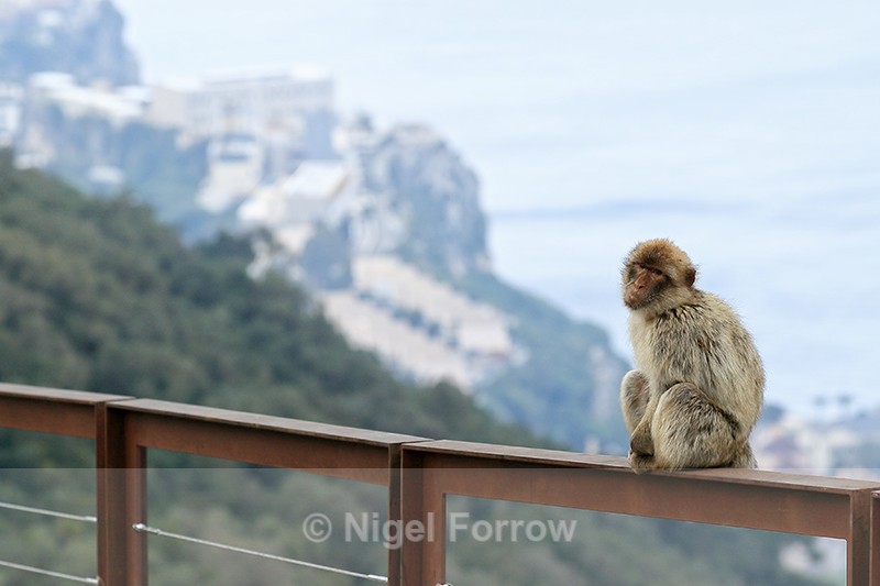Barbary Macaque overlooking Gibraltar Town - Monkey