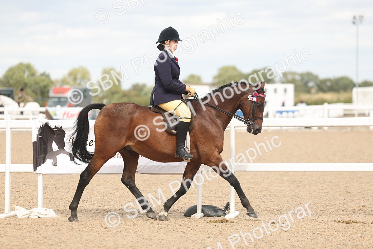 SBM_15970 - Class 311 - Ridden Show pony-Show hunter Pony